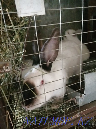 rabbits Abay - photo 1