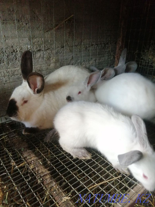 rabbits Abay - photo 2