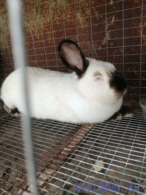 rabbits Abay - photo 3