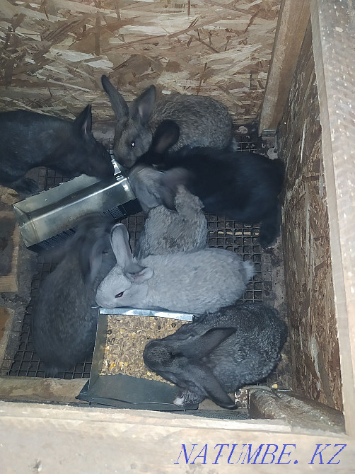 Selling giant rabbits. Semey - photo 1