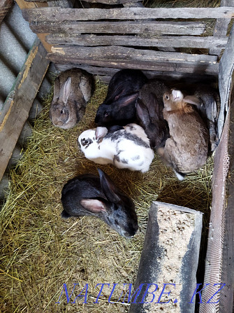 Продам кроликов на воспроизводство Костанай - изображение 1
