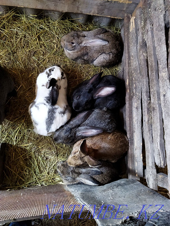 Продам кроликов на воспроизводство Костанай - изображение 2