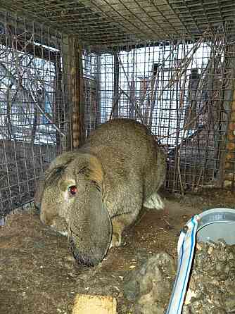 Продам кроликов и крольчат Алматы