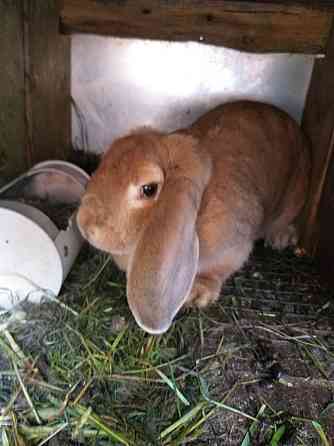 Продам кроликов и крольчат  Алматы