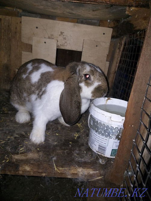 Қояндар мен қояндарды сатыңыз  Алматы - изображение 4