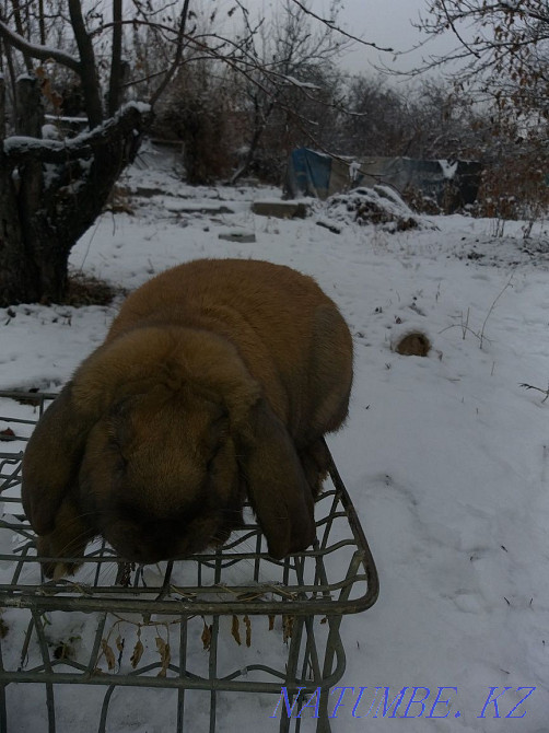 Қояндар мен қояндарды сатыңыз  Алматы - изображение 2
