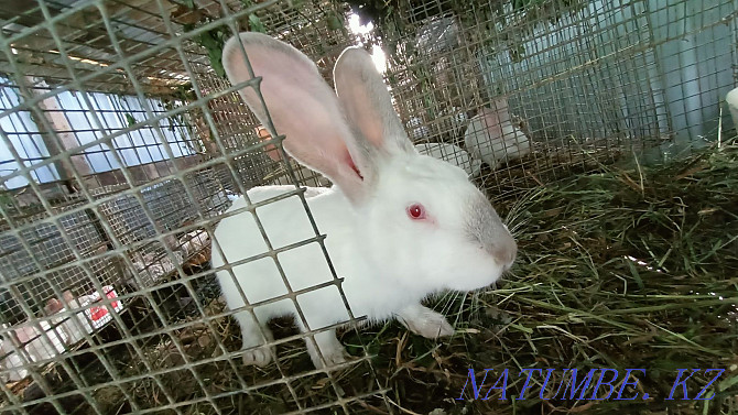 Кролики продам. Фландер Петропавловск - изображение 2