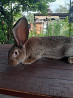 Продам кроликов порода фландр  Алматы
