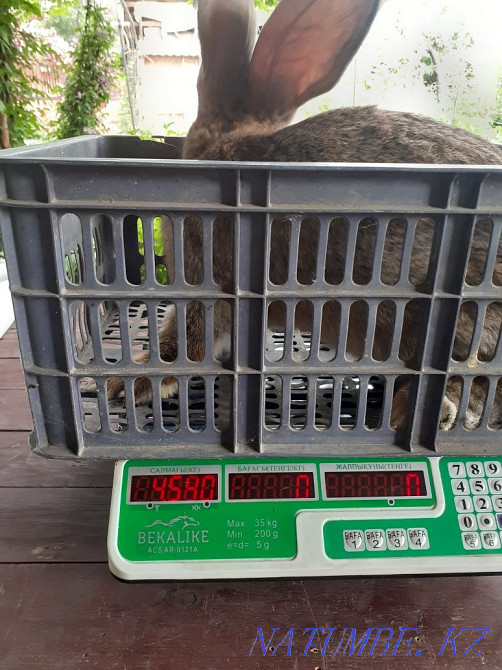 Фландрия қояндарын сату  Алматы - изображение 2