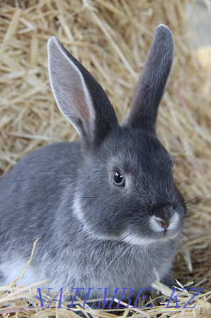 I will sell rabbits, age from 2 months. Kostanay - photo 1