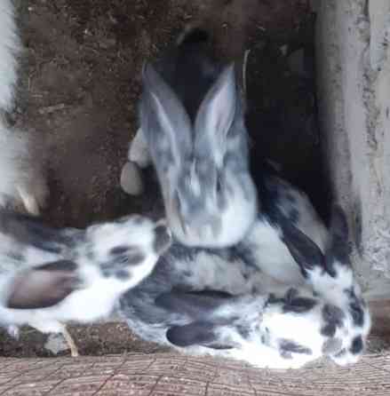 Кролики 4 еркек бар Turkestan