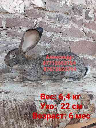 Продам кроликов породы Фландер и Французский баран Астана