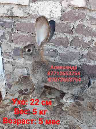 Продам кроликов породы Фландер и Французский баран Астана