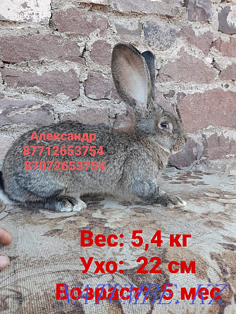 Продам кроликов породы Фландер и Французский баран Астана - изображение 4