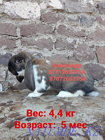 I will sell rabbits of breed Flander and the French ram Astana - photo 1