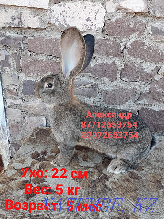 I will sell rabbits of breed Flander and the French ram Astana - photo 2
