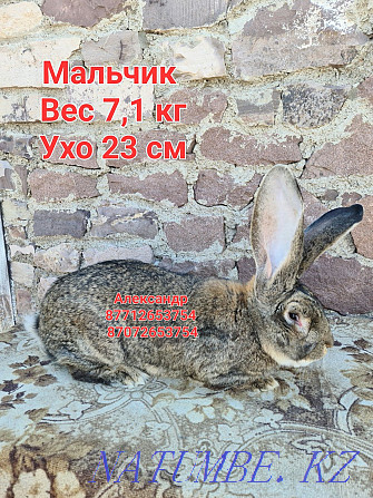 Flander rabbits for sale Astana - photo 2