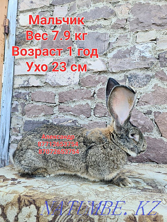 Продам кроликов породы Фландер Астана - изображение 1