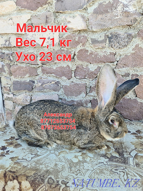 Flander rabbits for sale Astana - photo 2