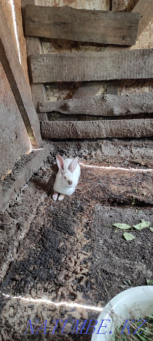 Prooodam rabbit Ust-Kamenogorsk - photo 2