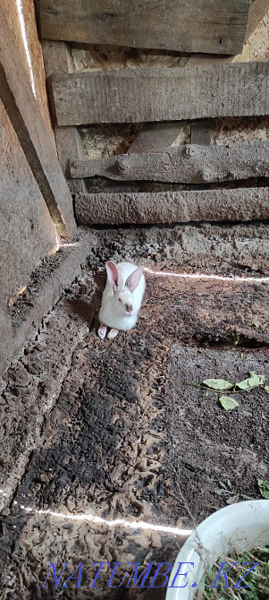 Prooodam rabbit Ust-Kamenogorsk - photo 1