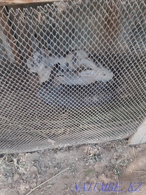 Продаются кролики им. Жанкожа батыра - изображение 2