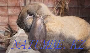 Продам кроликов порода французский баран 8 мес Сатпаев - изображение 2