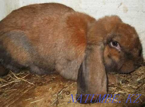 Продам кроликов порода французский баран 8 мес Сатпаев - изображение 3