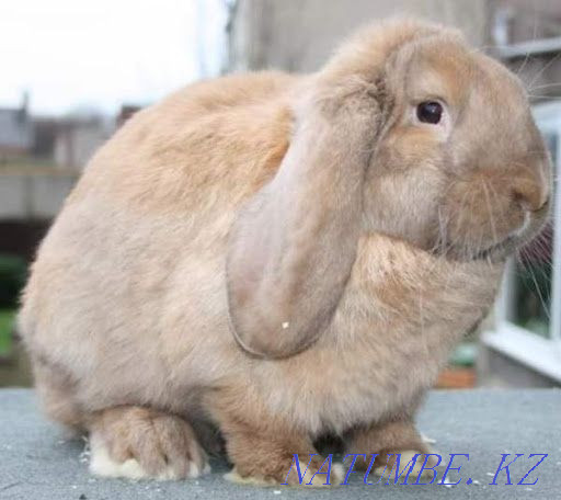 Продам кроликов порода французский баран 8 мес Сатпаев - изображение 1