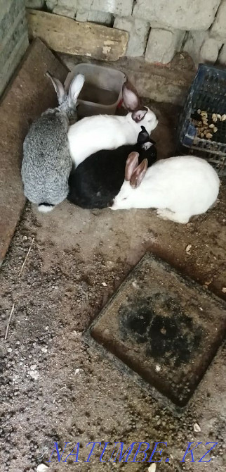 Кролики все девочки так же есть 1 мальчик  - изображение 1