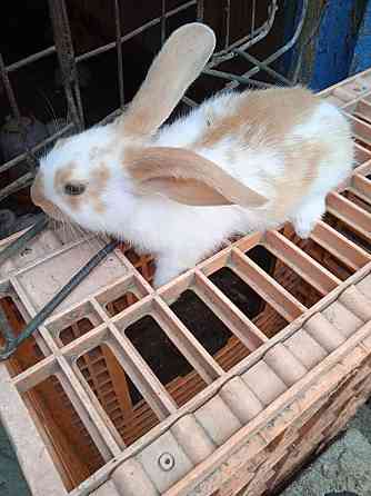 Продам кроликов 3 штуки Чапаево