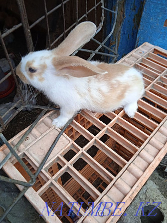 Продам кроликов 3 штуки Чапаево - изображение 3