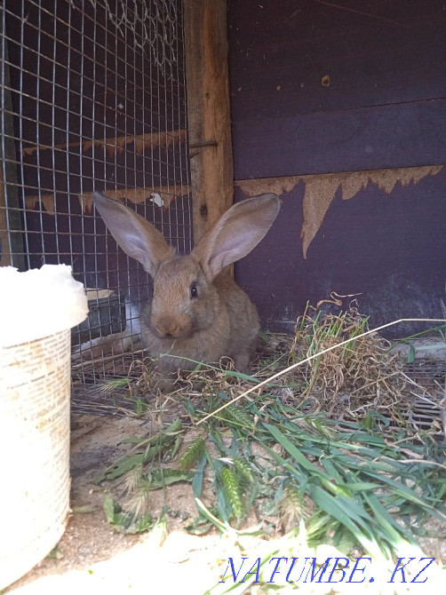 3 қоян сатылады Чапаево - изображение 2