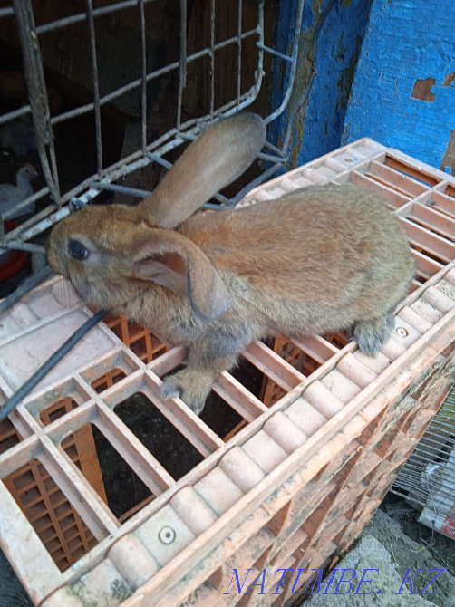 3 қоян сатылады Чапаево - изображение 1