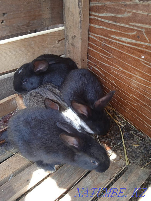 Продажа кроликов живых.либо мясо Акбулак - изображение 3