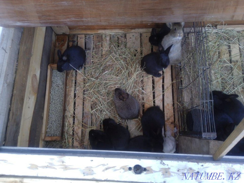 Продажа кроликов живых.либо мясо Акбулак - изображение 4