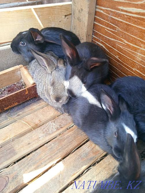 Продажа кроликов живых.либо мясо Акбулак - изображение 1