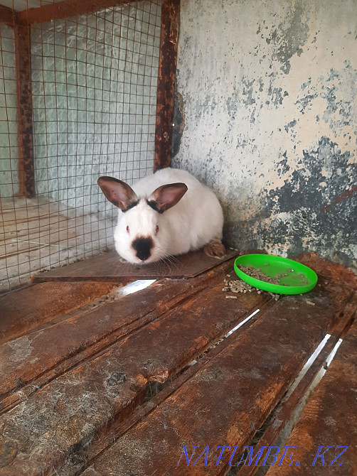 Продам калифорнийских 4 кроликов .За всех 35.000 тг.Срочно !  - изображение 1