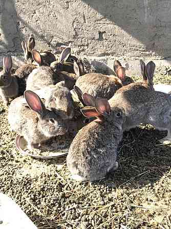 Продам крольчат, кроликов, фландеры 