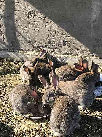 Продам крольчат, кроликов, фландеры 