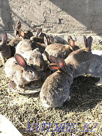 Продам крольчат, кроликов, фландеры  - изображение 1