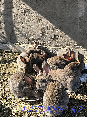 Продам крольчат, кроликов, фландеры  - изображение 2