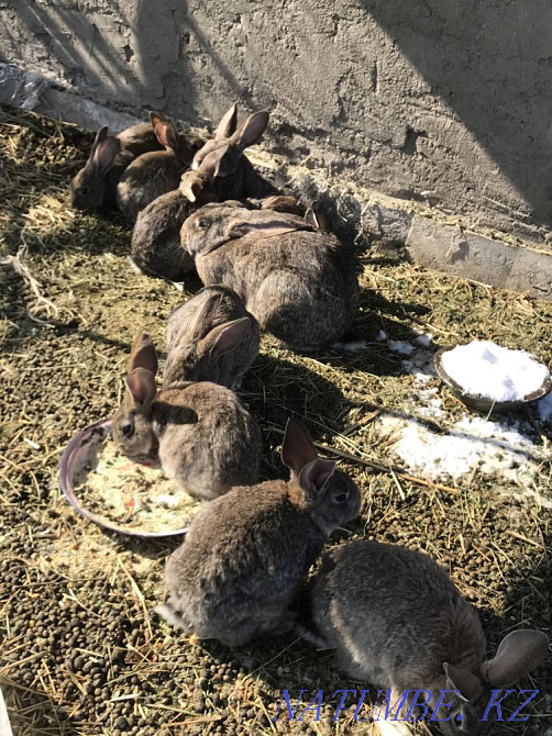 Продам крольчат, кроликов, фландеры  - изображение 3