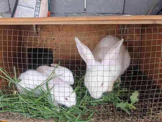 Кролики домашние Taldykorgan