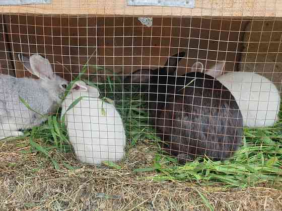 Кролики домашние  Талдықорған