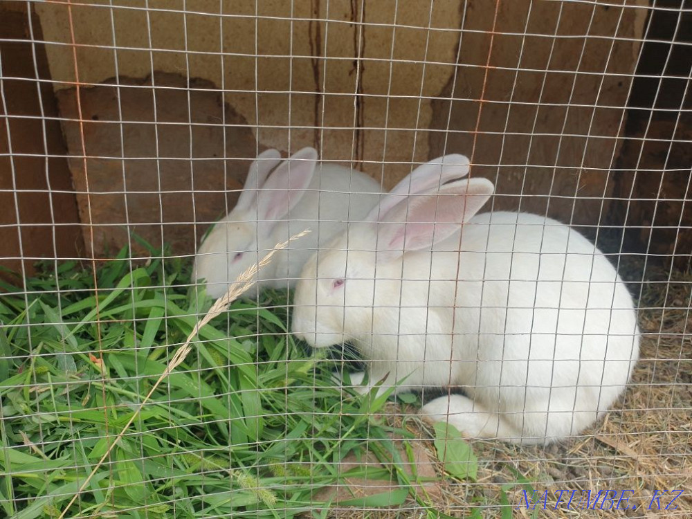 Кролики домашние Талдыкорган - изображение 4