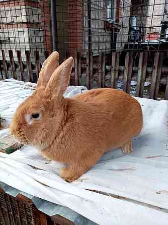 Продам кроликов чистокровной бургундской породы Усть-Каменогорск