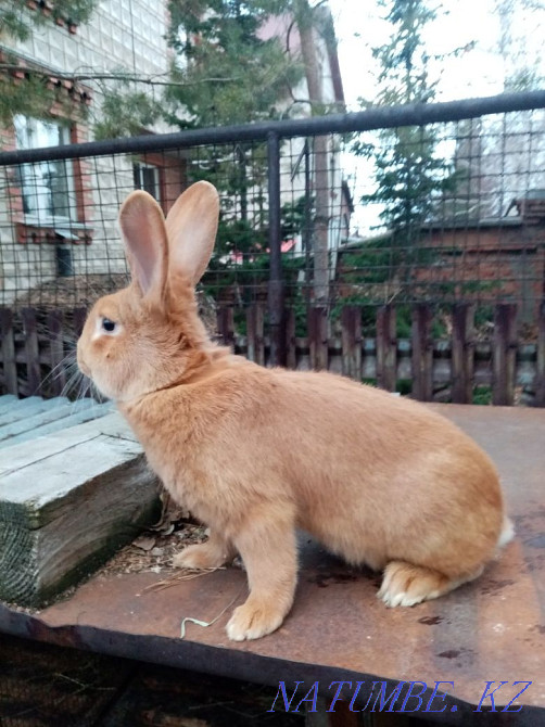 Purebred Burgundy rabbits for sale Ust-Kamenogorsk - photo 1