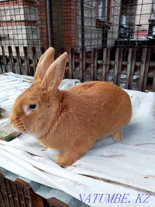 Purebred Burgundy rabbits for sale Ust-Kamenogorsk - photo 2