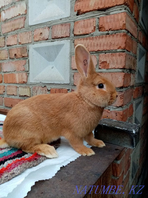Purebred Burgundy rabbits for sale Ust-Kamenogorsk - photo 3